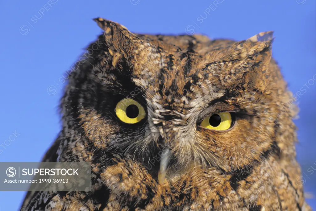Western Screech_Owl Megascops Kennicottii, summer, North America.
