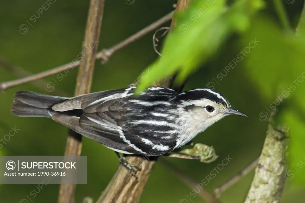 Black_and_white Warbler Mniotilta varia male rests near Lake Erie shoreline, spring migration, North America.