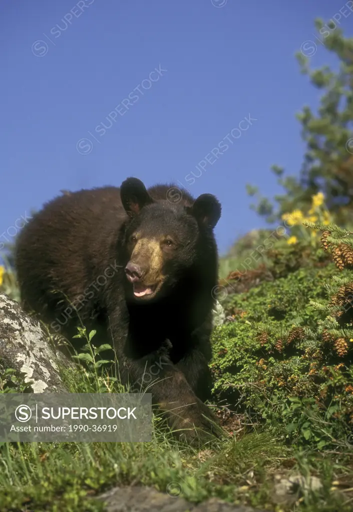 Black Bear Ursus americanus, summer, Rocky Mountains, North America.