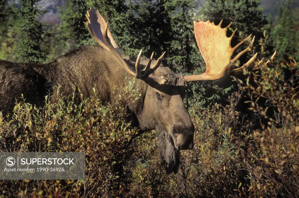 Bull Moose Alces alces on tundra amid boreal forest black spruce and willows, autumn, Alaska.