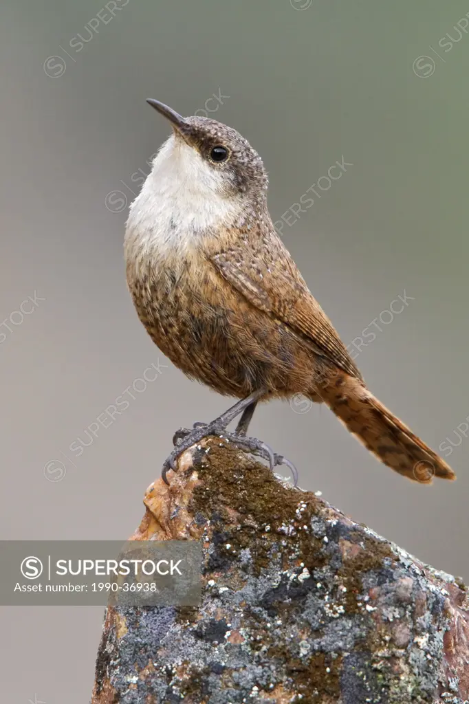 Canyon Wren Catherpes mexicanus perched on a rock in British Columbia, Canada.