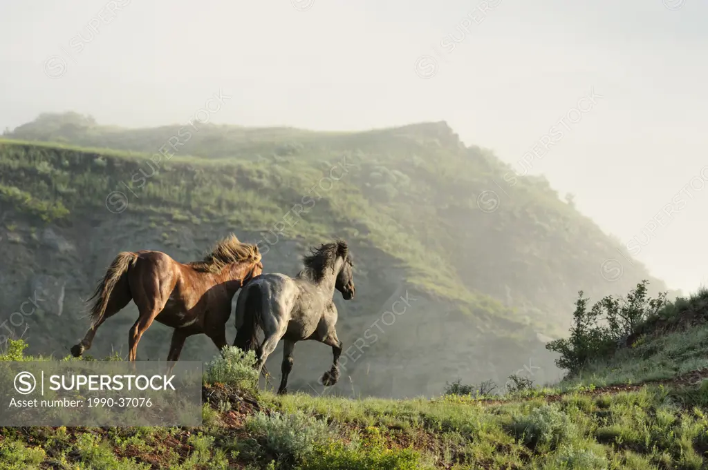 Feral Horse Wild HorseEquus caballus. Theodore Roosevelt National Park South Unit, North Dakota, United States of America.