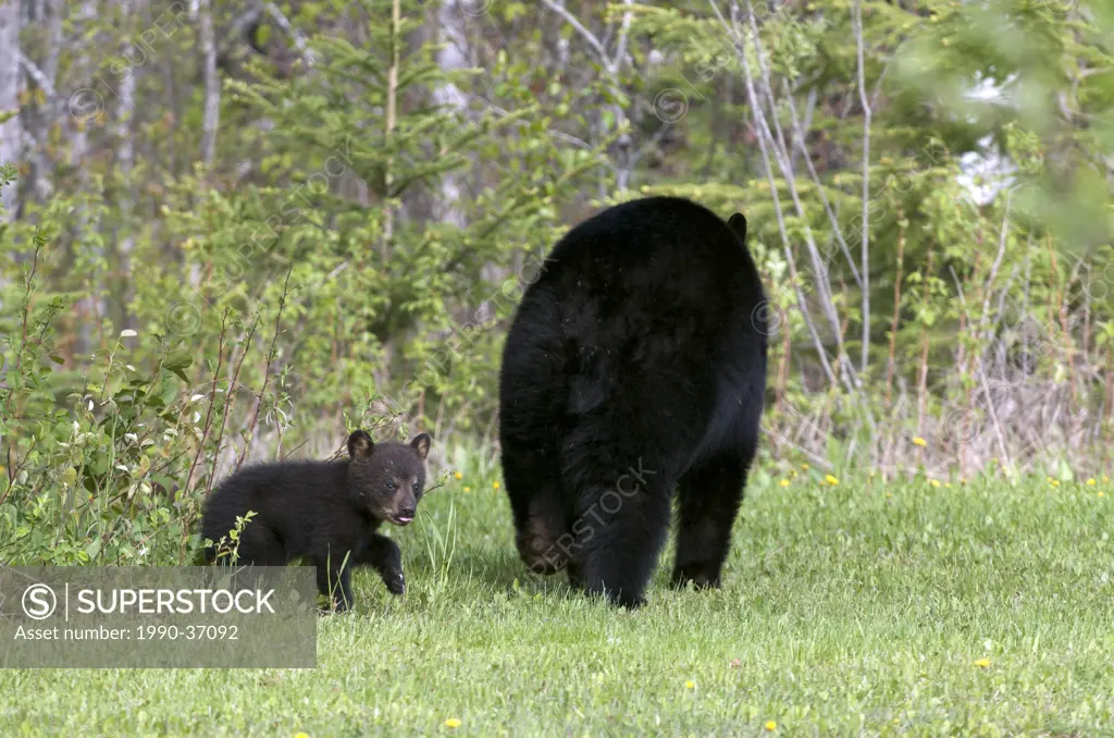 Wild American Black bear sow and her newborn cub walking away in summer grasses. Ursus americanus Sleeping Giant Provincial Park. Ontario, Canada.