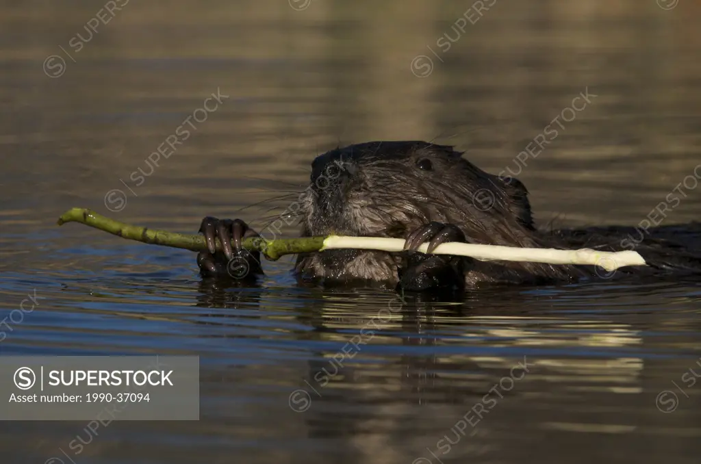 Beaver swimming in pond carrying and feeding on aspen tree branch. Castor canadensis Northern Ontario, Canada.
