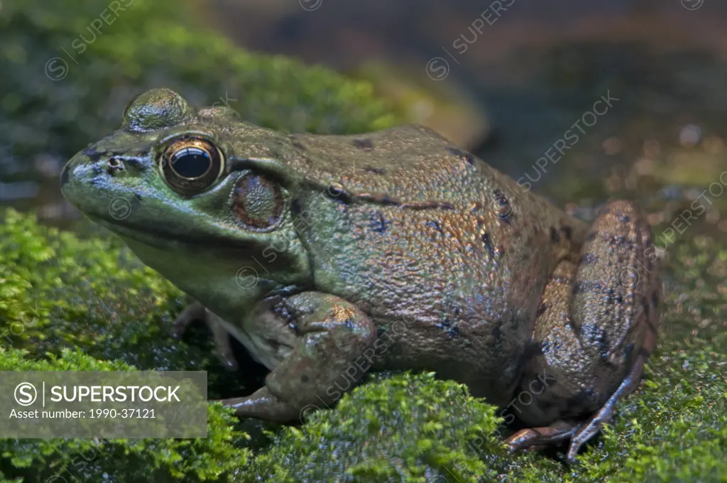Close_up of a Green Frog Rana clamitans.