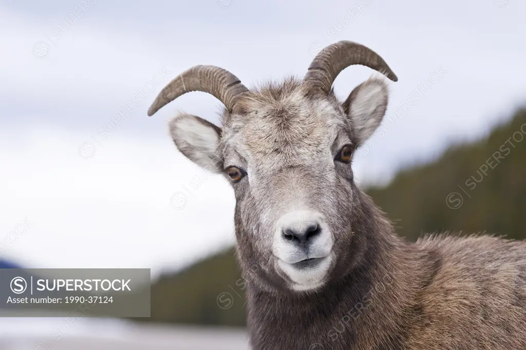 Close up of a Bighorn Sheep Ovis canadensisewe.