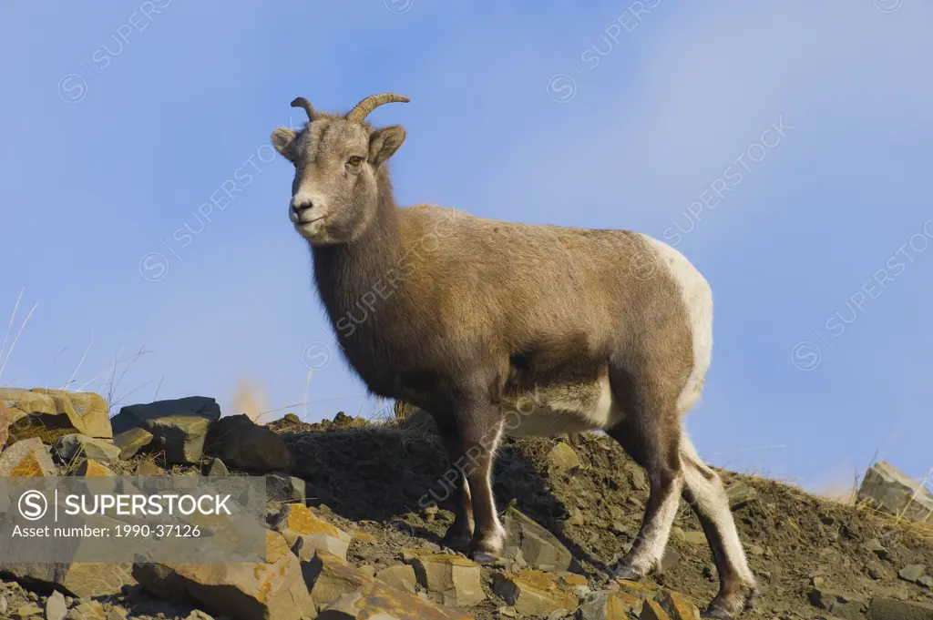 A female Rocky Mountain Bighorn Sheep Ovis canadensis standing along the top of a mountain ridge in Jasper National Park, Alberta, Canada.