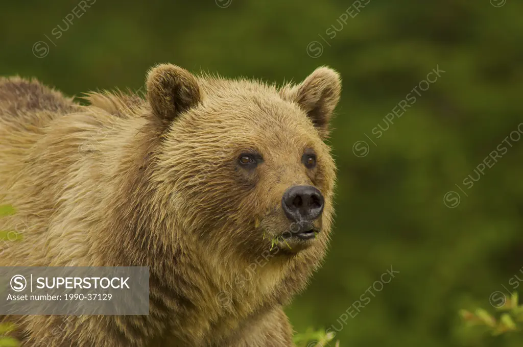 Close up of a Rocky Mountain Grizzly Bear Ursus arctos horribilis.