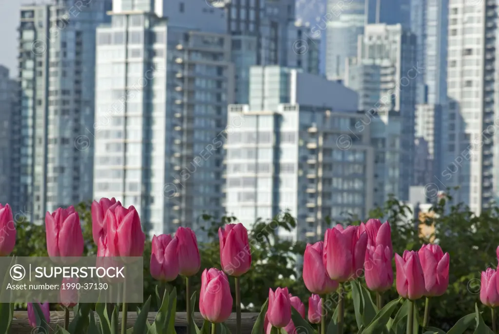 Tulips and a view of downtown from Choklit Park, Vancouver, British Columbia, Canada.