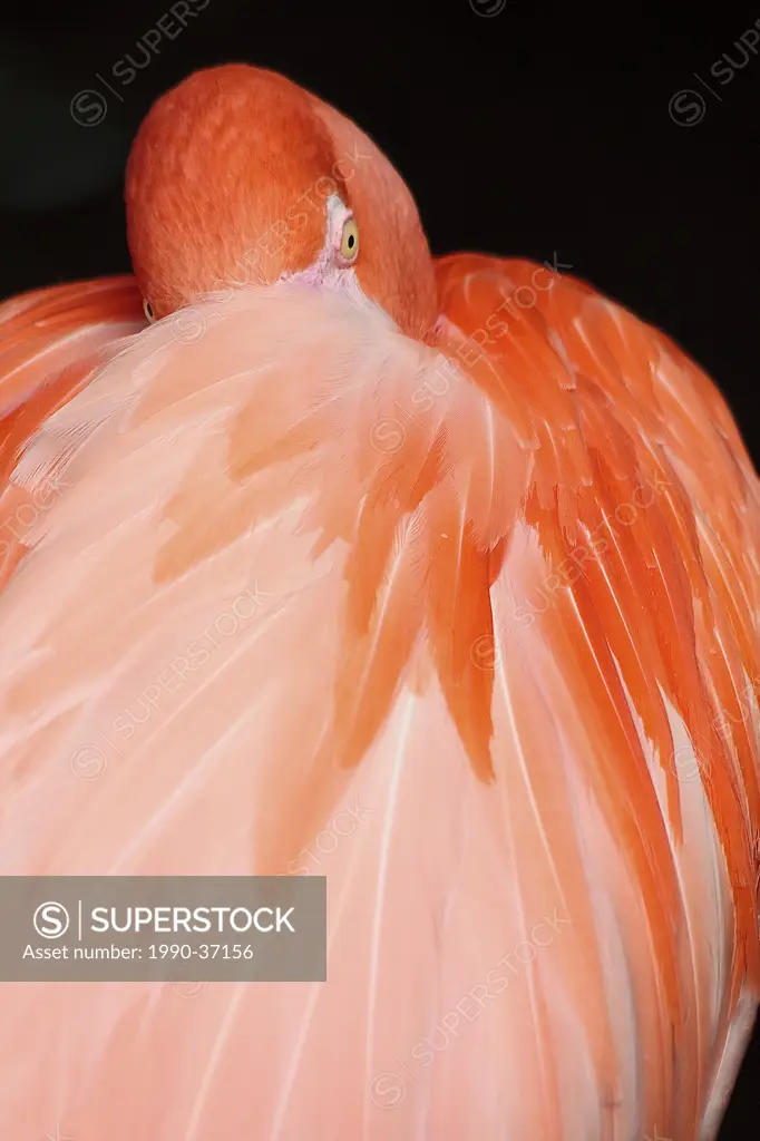 Caribbean flamingo at rest.