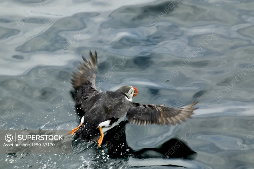 Atlantic Puffin Fratercula arctica in Witless Bay Ecological Reserve, Newfoundland and Labrador, Canada.