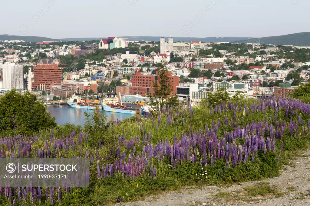 View of St. John´s Harbour with lupines Lupinus perennis in foreground on Signal Hill National Historic Site, St. John´s, Newfoundland and Labrador, C...