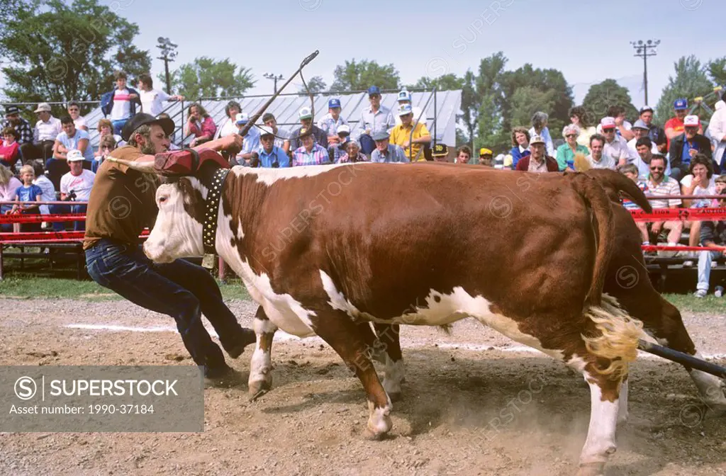 County fair ox pulling competition, Berwick, Nova Scotia, Canada.