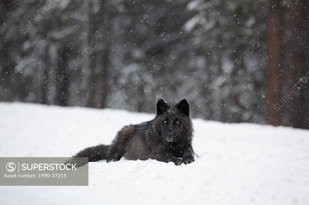 Wild wolf, Blizzard, from the Pipestone wolf family, in a winter blizzard in Banff National Park