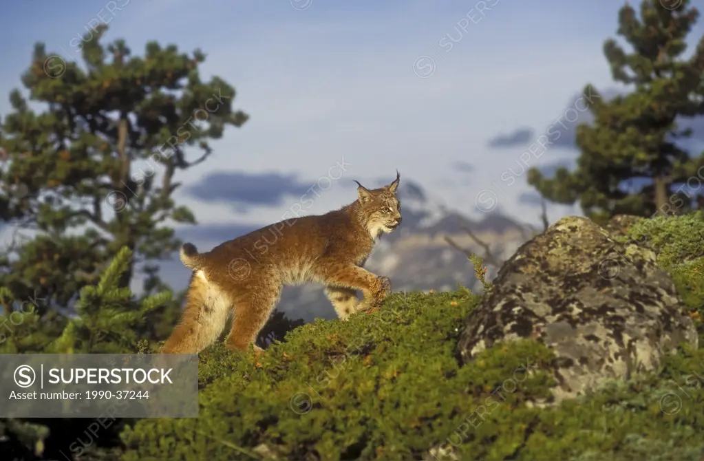 Canada Lynx Lynx canadensis, summer, Rocky Mountains, North America.