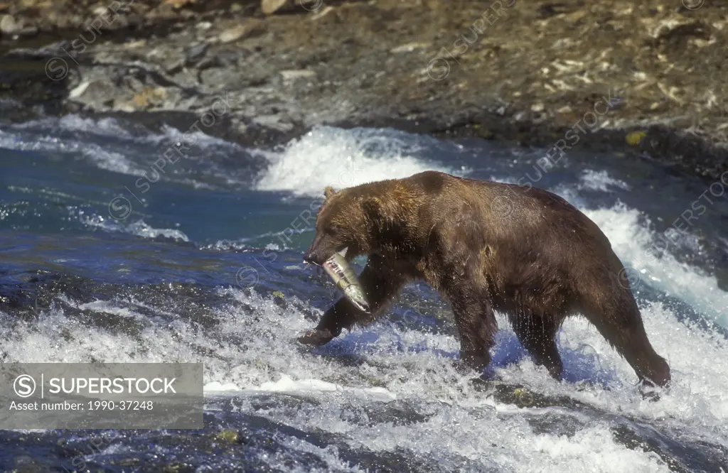 Brown Bear Ursus arctos middendorffi carries chum salmon catch to shore to eat, summer, McNeil River, Alaska.