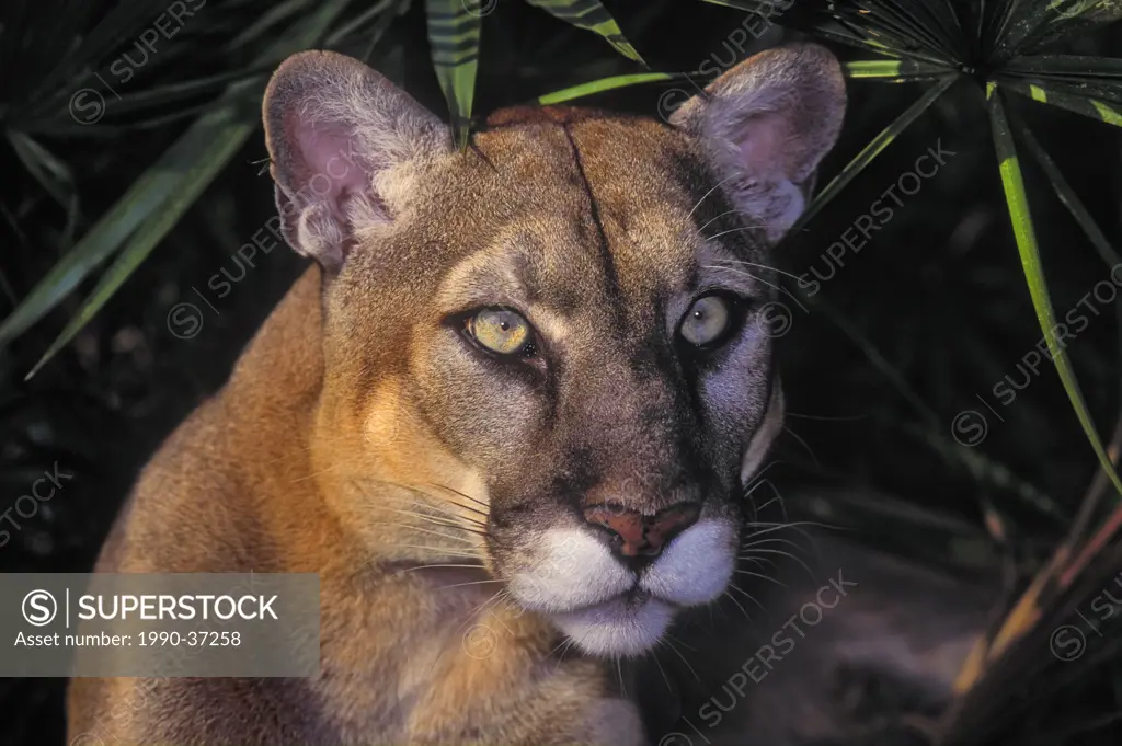 Florida Panther Puma concolor coryi endangered species & saw palmettos, Florida, U.S.A.