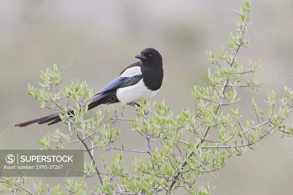 Black_billed Magpie Pica hudsonia perched on a branch near Dinosaur Provincial Park in Alberta, Canada.