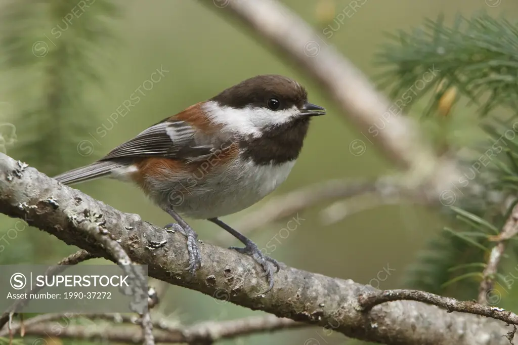 Chestnut_backed Chickadee Poecile rufescens perched on a branch in Victoria, BC, Canada.