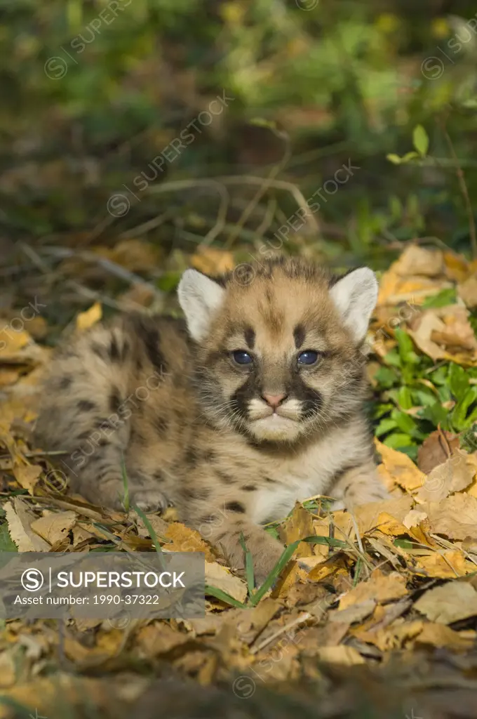 Cougar kitten Puma concolor 2 weeks old, in autumn leaves.