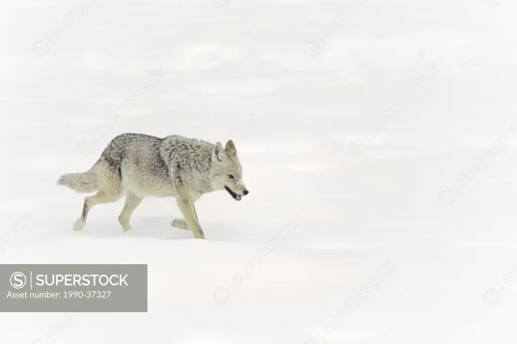 Coyote Canis latrans hunts on snowy plains.