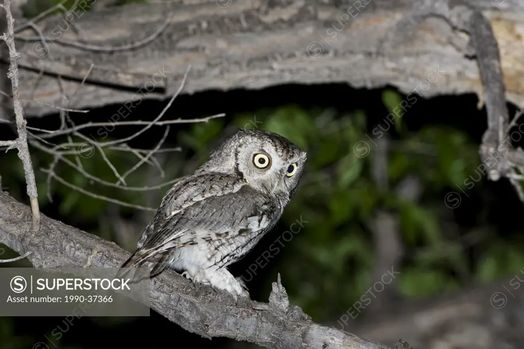 Eastern screech owl Megascops asio, near Pawnne National Grassland, Colorado.
