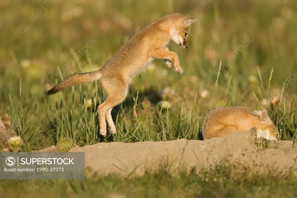 Swift fox Vulpes velox, kit leaping at sibling in play, at den, near Pawnee National Grassland, Colorado.