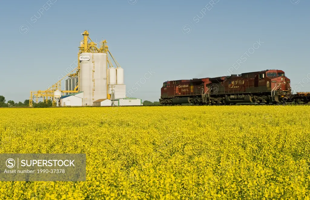 locomotives pass a canola field and inland grain terminal near Portage la Prairie, Manitoba, Canada