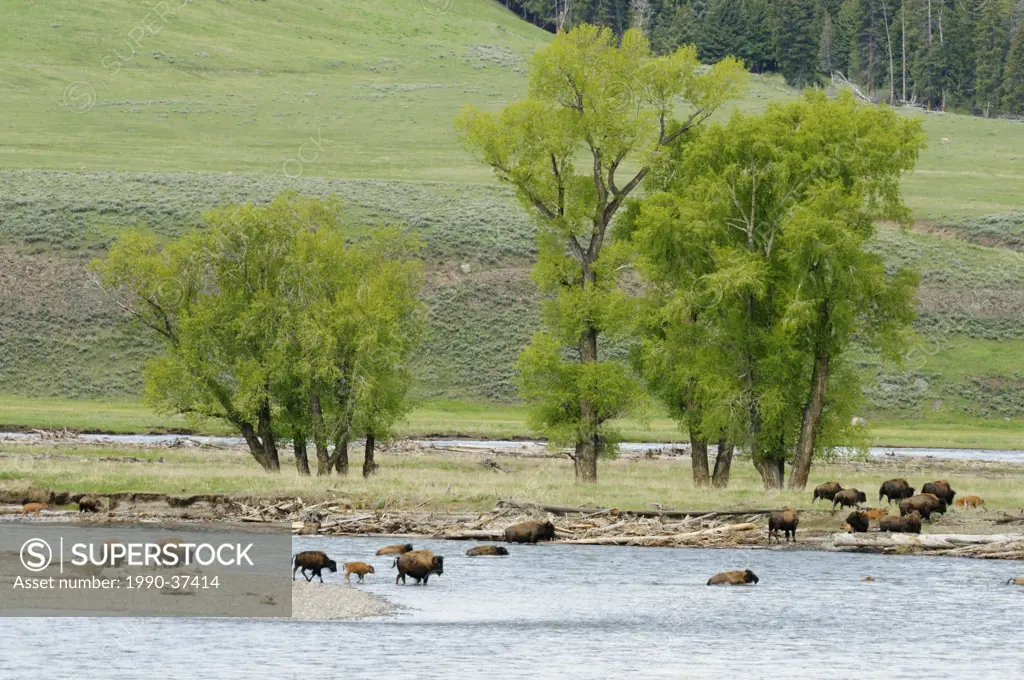 American bison Bison bison Herd fording Lamar River. Yellowstone National Park, Wyoming, United States of America.