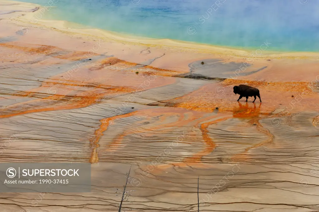American bison Bison bison Walking near Grand Prismatic Spring outflow. Yellowstone National Park, Wyoming, United States of America.