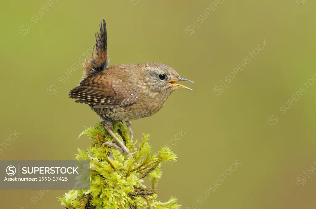 Winter Wren Troglodytes troglodytes singing while perched on a moss covered branch.