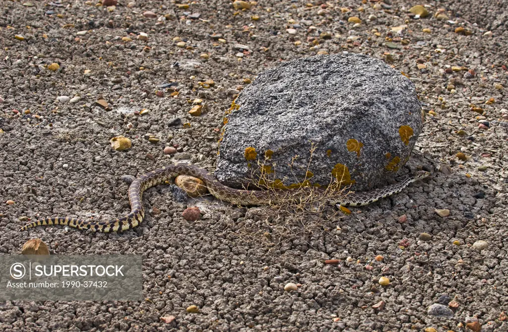 Bullsnake Pituophis catenifer sayi slithering around a rock, Red Rock Coulee, Alberta, Canada.