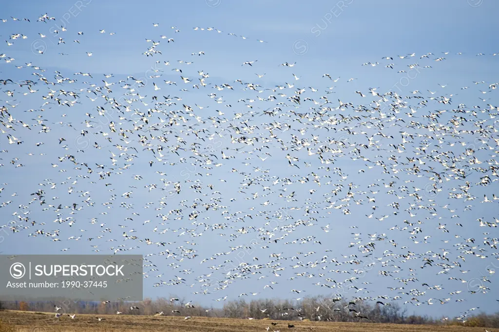 Large flock of Snow Geese Chen caerulescens above farm field in rural Alberta, Canada.