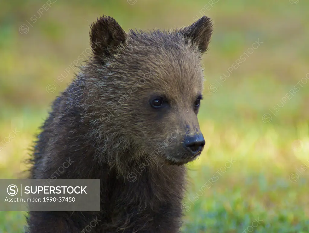 Rocky Mountain Grizzly Bear cub Ursus arctos horribilis