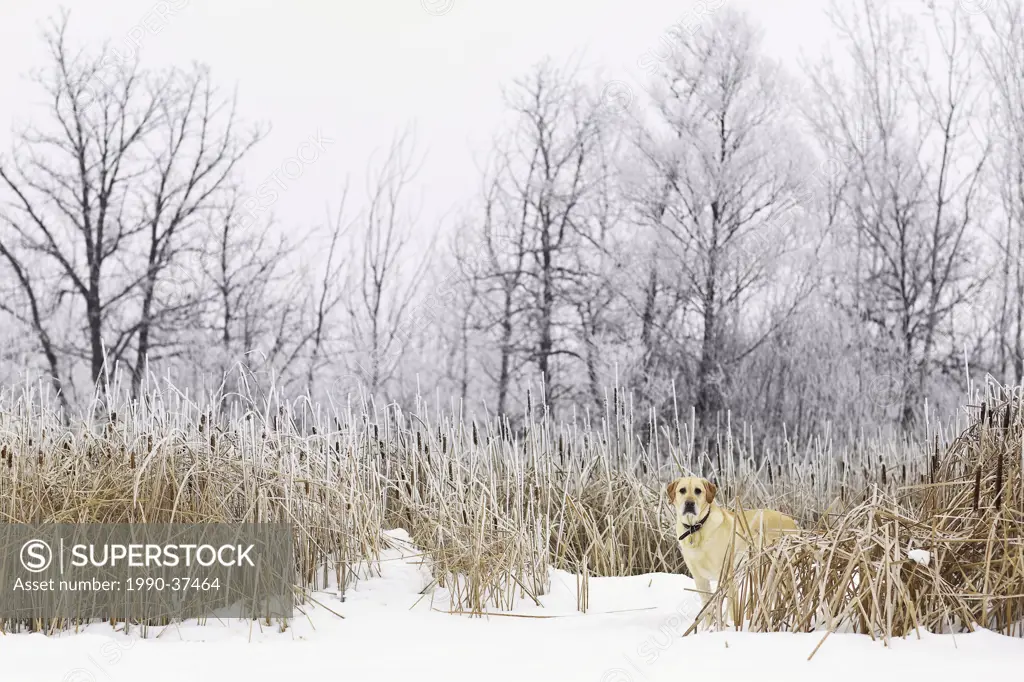Yellow Labrador Retriever standing in a marsh on a snowy winter day. Assiniboine Forest, Winnipeg, Manitoba, Canada.