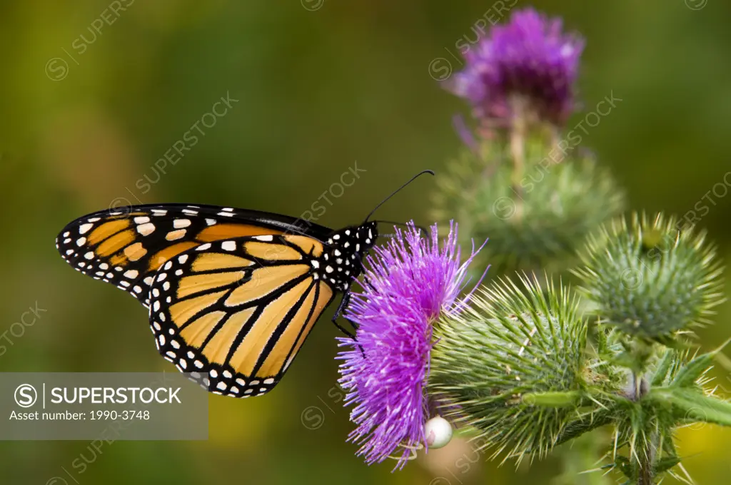 Monarch butterfly Danaus plexippus Feeding on thistle, Canada