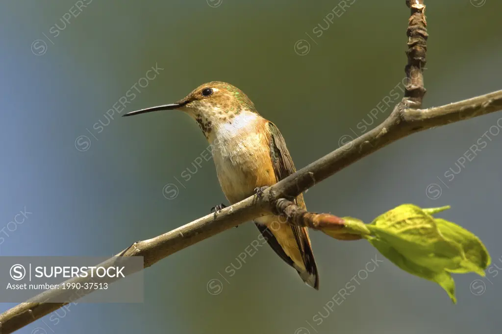 Female rufous hummingbird Selasphorus rufus, Rocky Mountains, Jasper National Park, Alberta, Western Canada