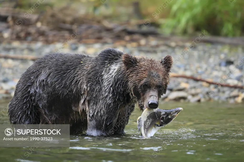 Grizzly bear feeding on pink salmon in Glendale Cove, Knight Inlet, Great Bear Rainforest on the British Columbia west coast in Canada