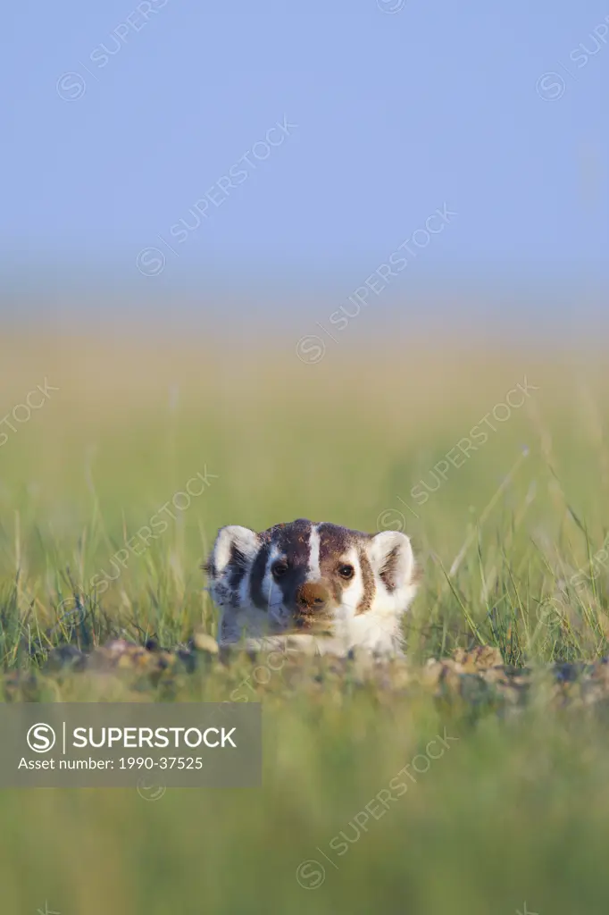 American badger Taxidea taxus on the Canadian Prairies