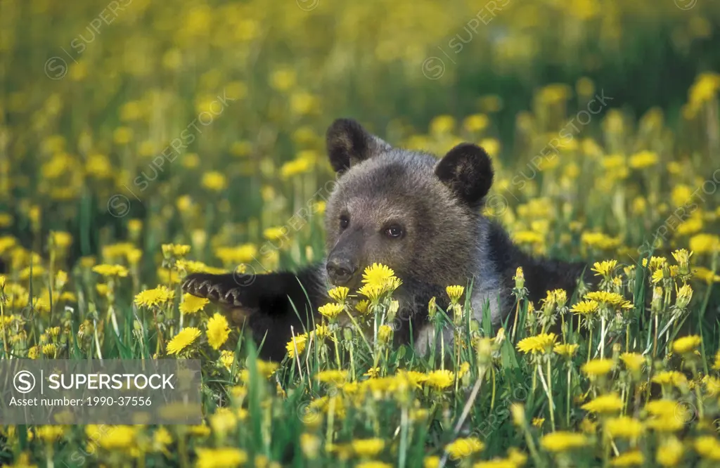 Grizzly Bear cub Ursus arctos in dandelion field, spring, Rocky Mountains, North America.