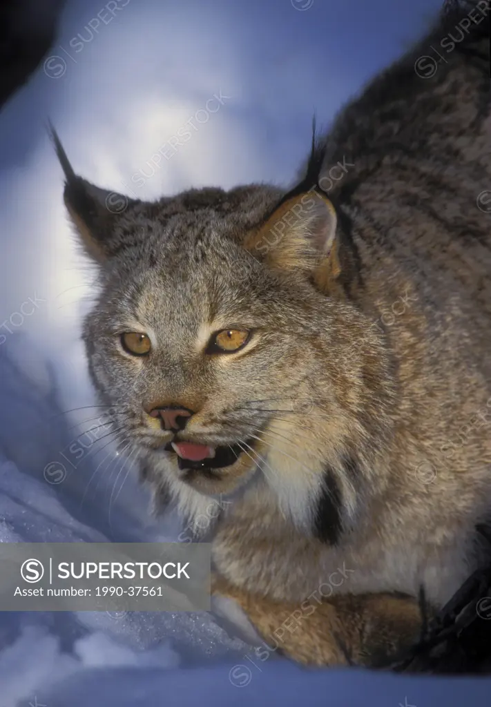 Canada Lynx Lynx canadensis hides in forest shadows to ambush prey, winter, Rocky Mtns, North America.