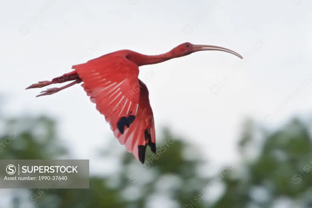 Scarlet Ibis Eudocimus ruber flying to a roost site in Trinidad and Tobago.