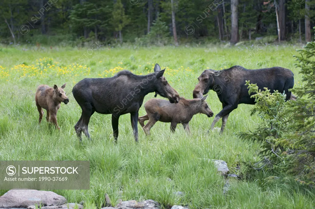 Moose Alces alces shirasi, altercation between two cows with calves, Roosevelt National Forest, Colorado.