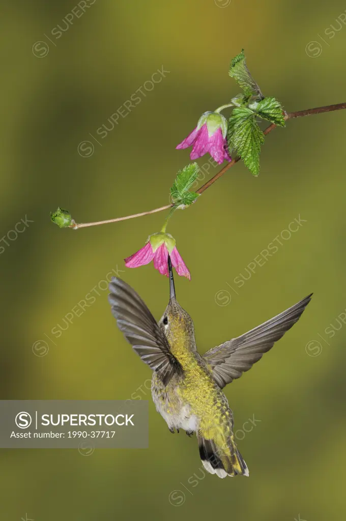 Female Anna´s Hummingbird Calypte anna feeding on the nectar of a flower.