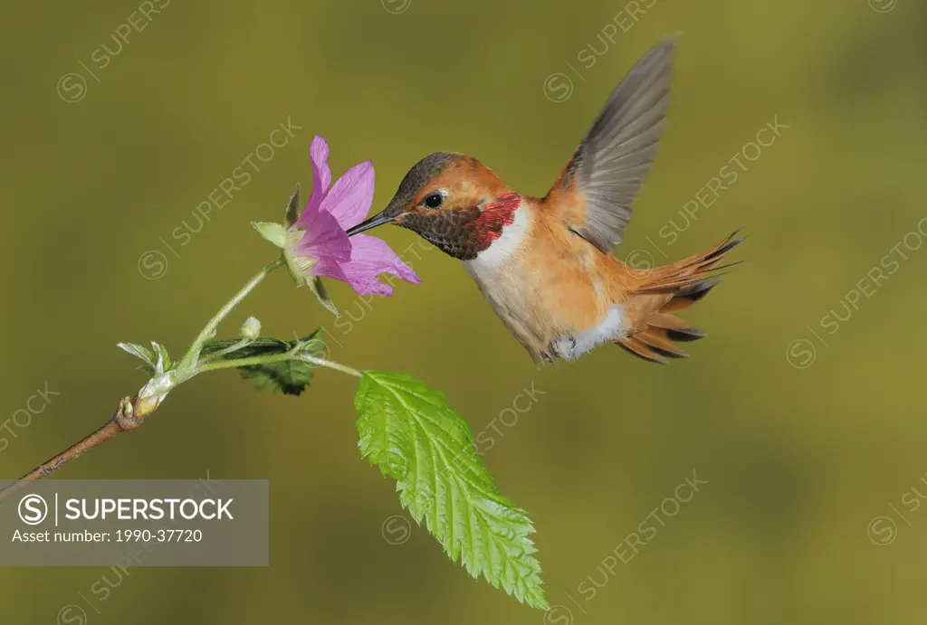 Male Rufous Hummingbird Selasphorus rufus feeding on the nectar of a flower.