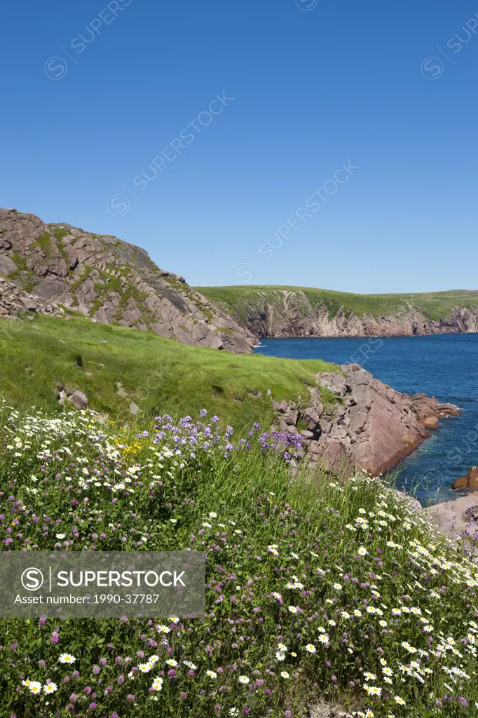 Wildflowers along the rugged coastline of Newfoundland and Labrador, Canada.