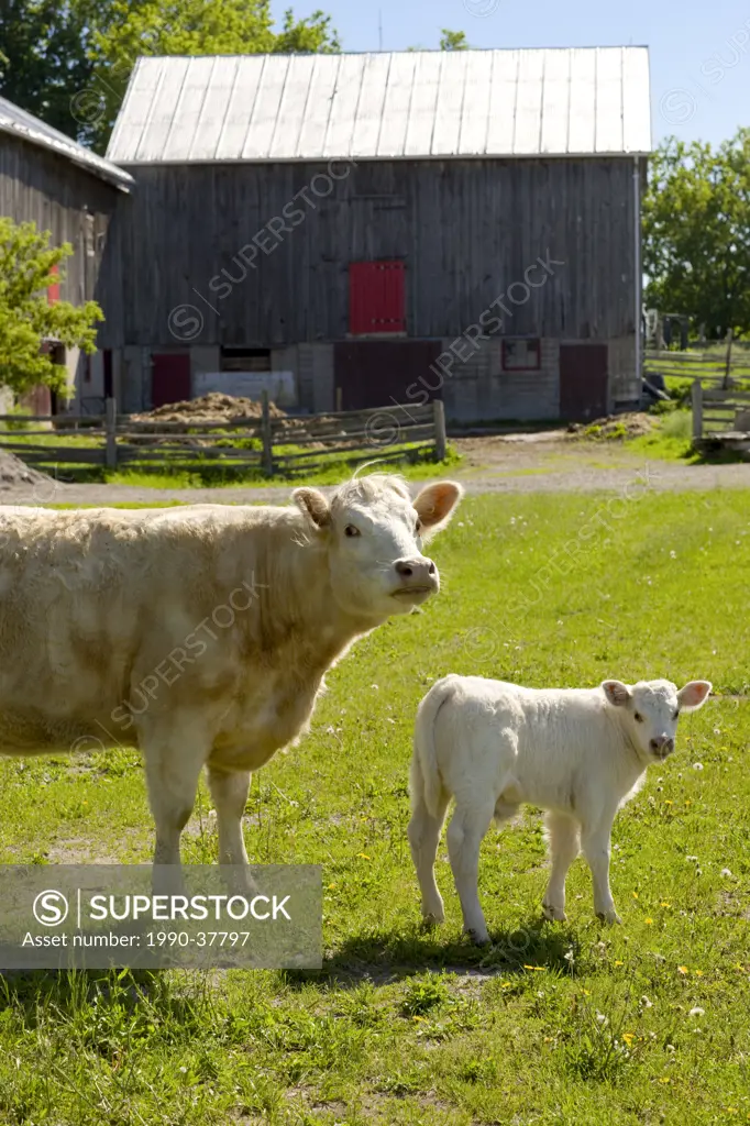 Cow and calf in front of barn, Monaghan, Ontario, Canada