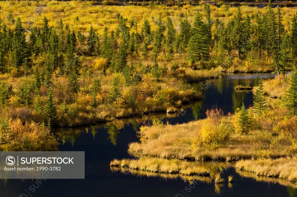 Fall colour in and around wetlands of Vermilion Lakes Ponds, banff national park, alberta, canada