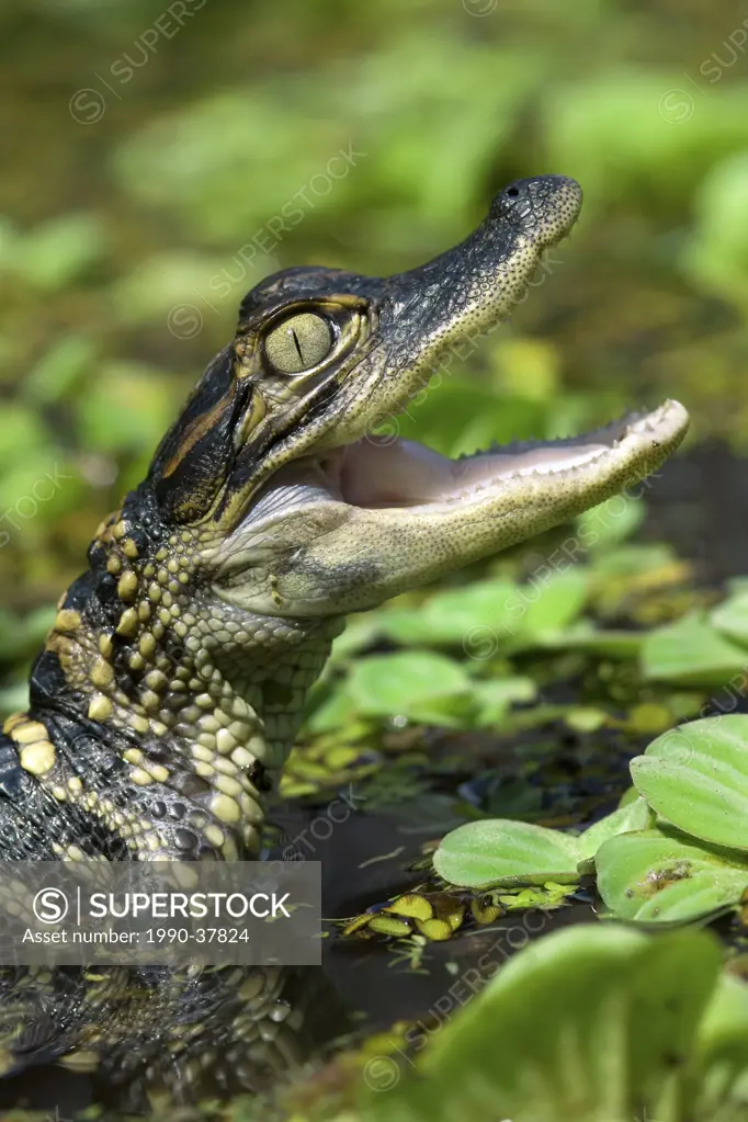 Hatchling American alligator Alligator mississippiensis, central Florida, USA.