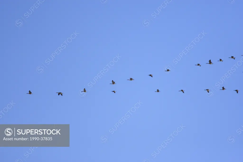 Canada Geese migrating across the Canadian Prairies